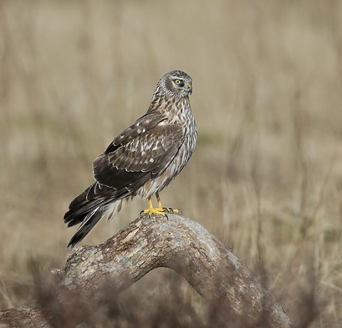 henharrier