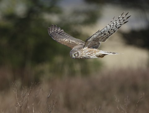 henharrier