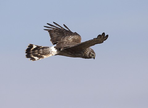 henharrier