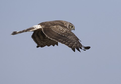 henharrier