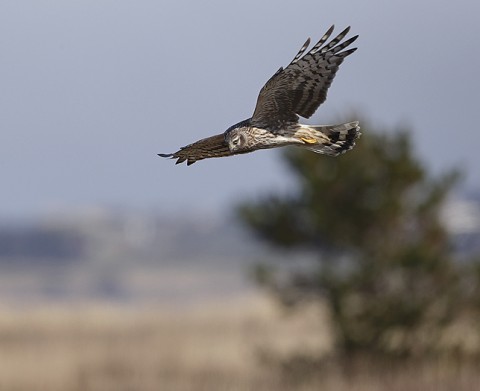 henharrier