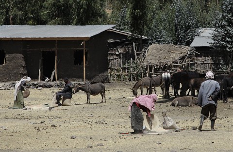 Oromo/Amhara