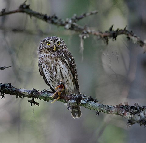 PygmyOwl-02