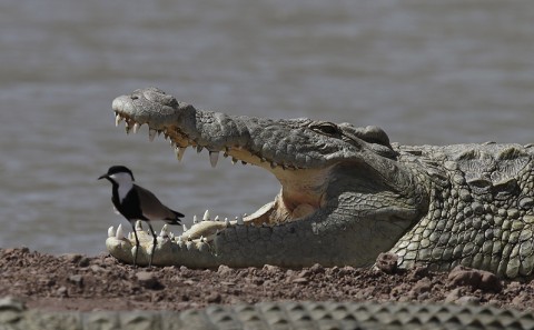 Nilecrocodile-Ethiopia