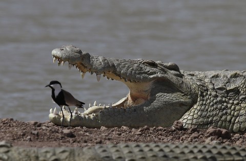 Nilecrocodile-Ethiopia