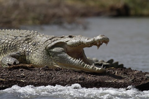 Nilecrocodile-Ethiopia