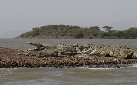 Nilecrocodile-Ethiopia