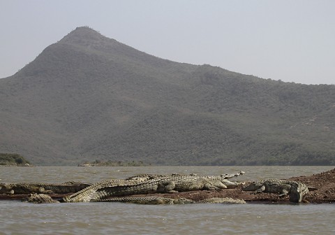 Nilecrocodile-Ethiopia