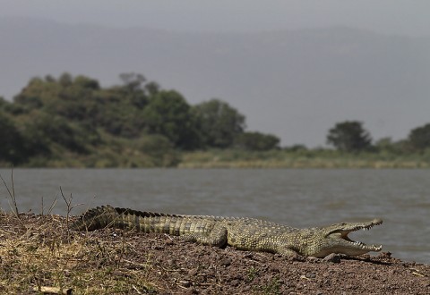 Nilecrocodile-Ethiopia