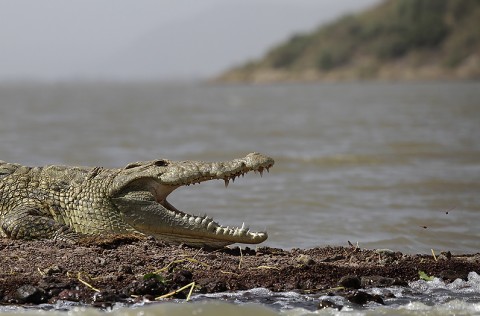 Nilecrocodile-Ethiopia