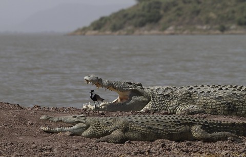 Nilecrocodile-Ethiopia