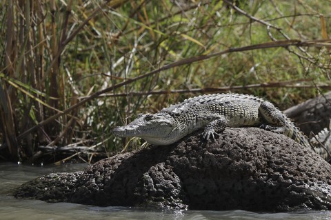 Nilecrocodile-Ethiopia