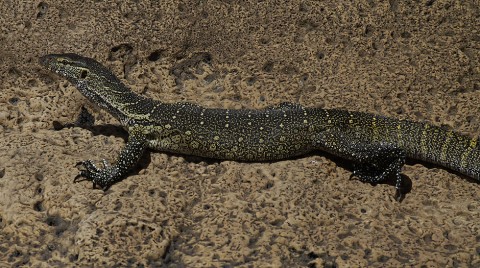 Nilemonitor-Ethiopia