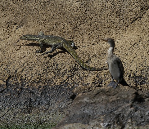 Nilemonitor-Ethiopia