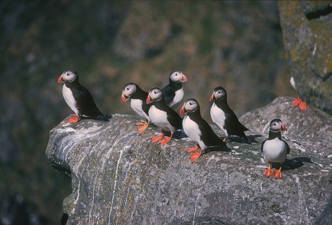 auks13.jpg