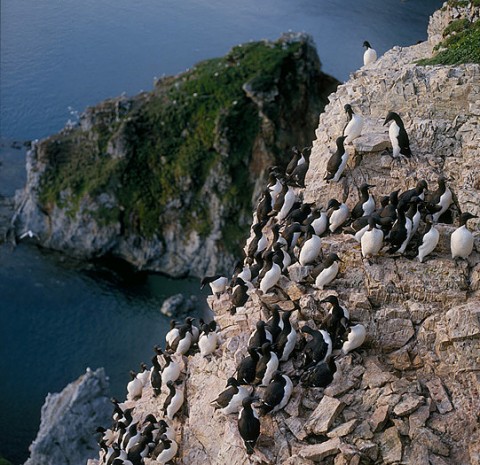 auks15.jpg