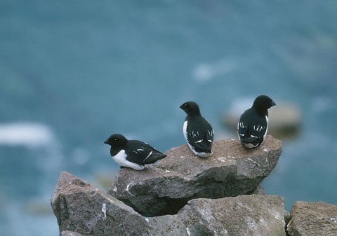 Little Auks (Dovekies)