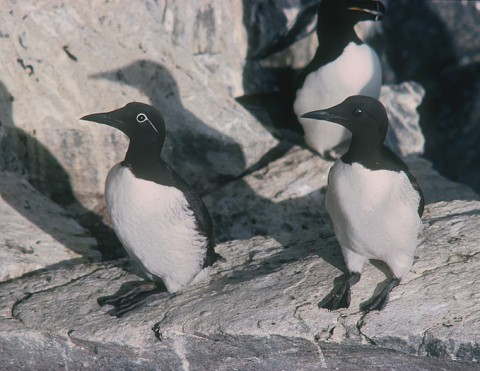 auks24.jpg