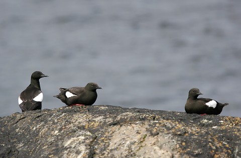 auks28.jpg