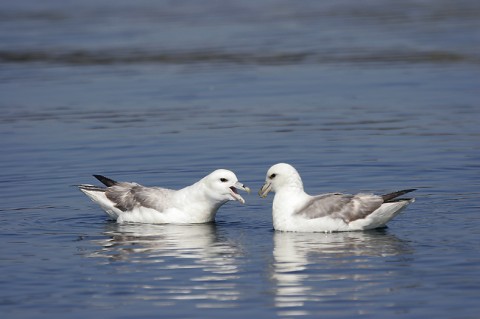 seabirds28d.jpg