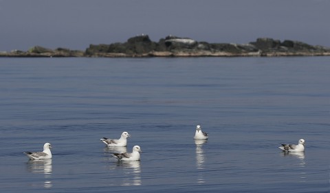 seabirds28g.jpg