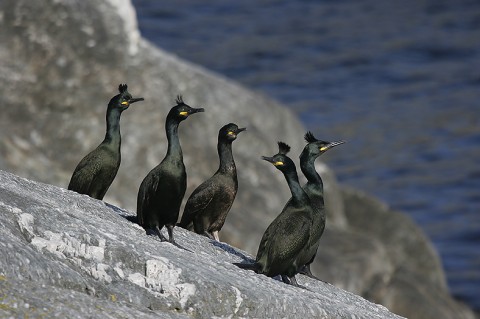 seabirds41.jpg