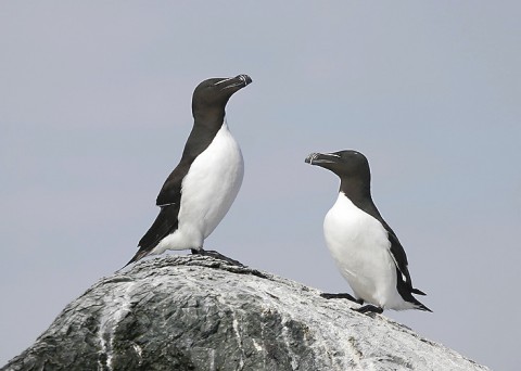 seabirds47.jpg