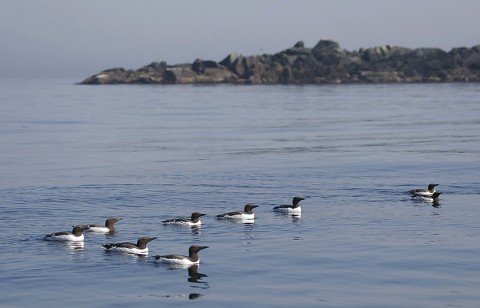 seabirds50.jpg