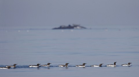 seabirds52.jpg