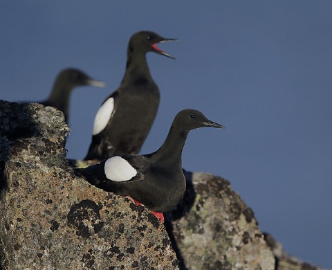 seabirds64.jpg