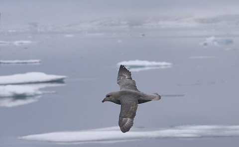 seabirds