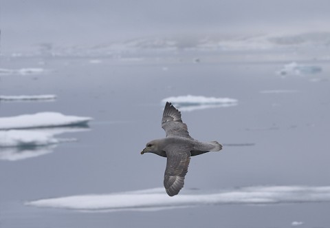 seabirds