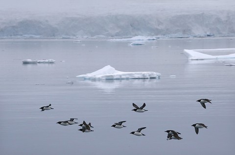 seabirds