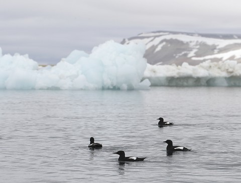 seabirds