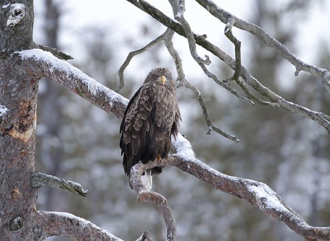 whitetailedeagle