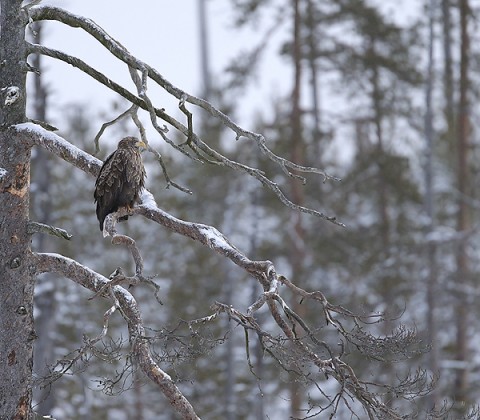 whitetailedeagle