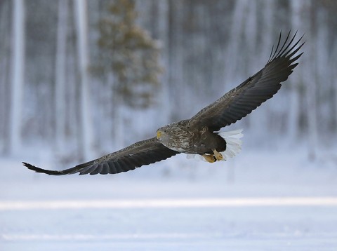 whitetailedeagle