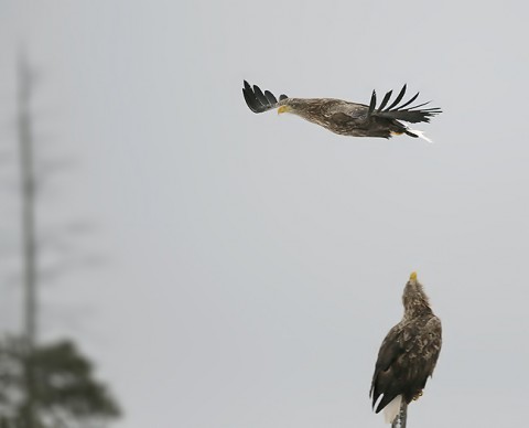 whitetailedeagle