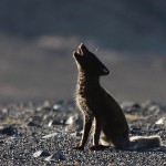 arcticfox21.jpg