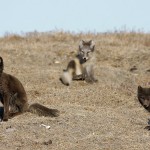 arcticfox23.jpg