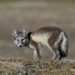 arcticfox24.jpg