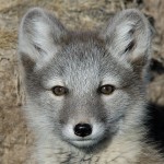 arcticfox25.jpg