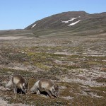 arcticfox28.jpg