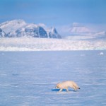 arcticfox3.jpg
