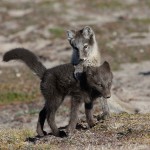 arcticfox30.jpg