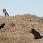 arcticfox32.jpg