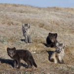 arcticfox33.jpg