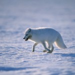 arcticfox4.jpg