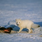 arcticfox5.jpg