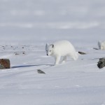 arcticfox50.jpg